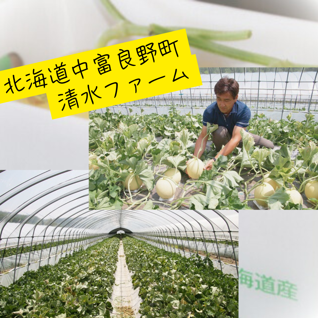 【2026年発送】中富良野産黄美香（青肉）メロン大玉2玉　4kg以上