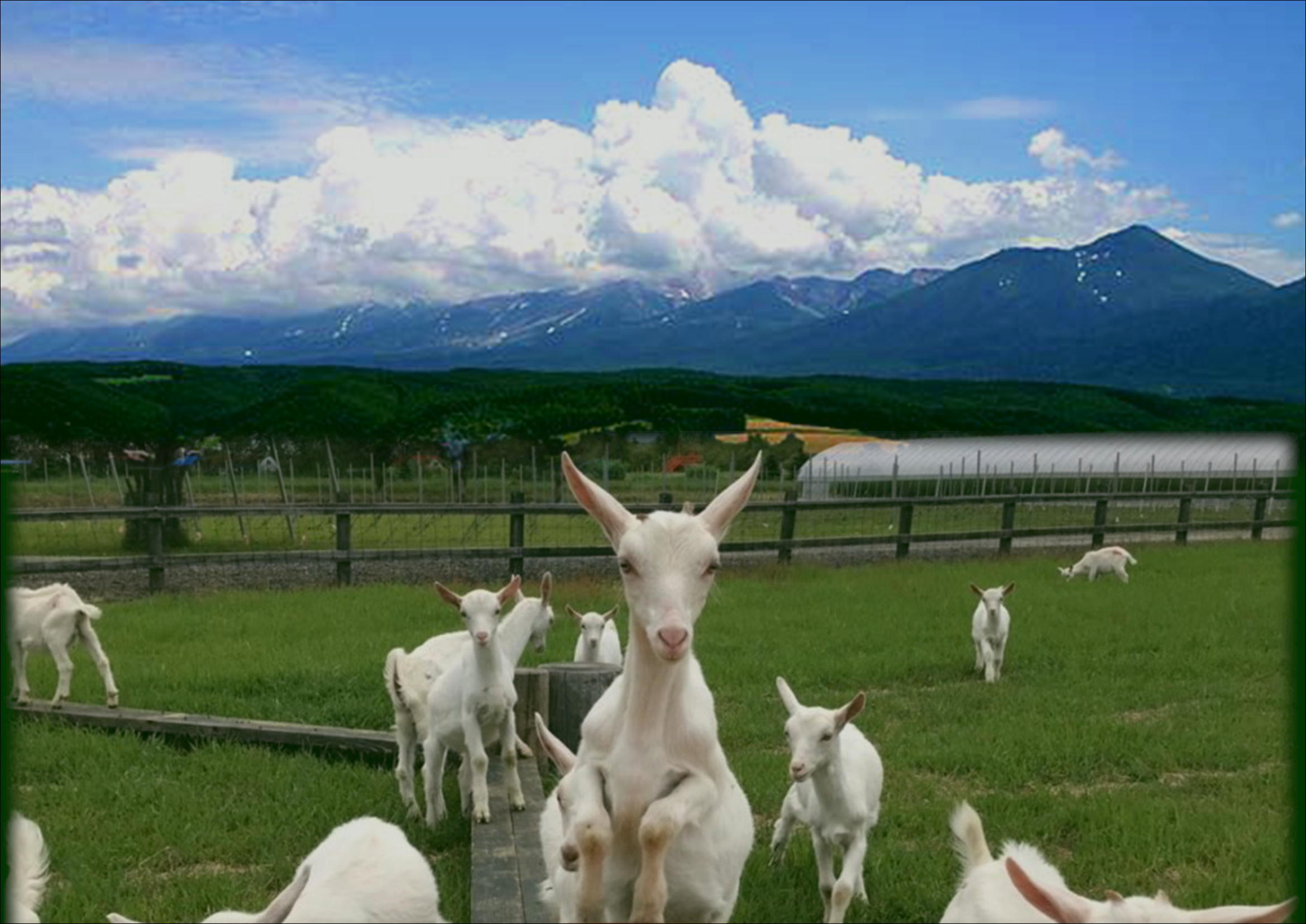 貴腐中富良野ケルナー　375ml