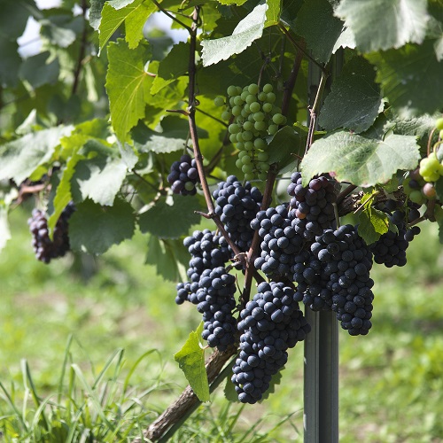 バローンケルナー