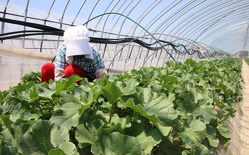 【2026年発送】中富良野　赤肉メロン大玉　1玉（2kg以上)