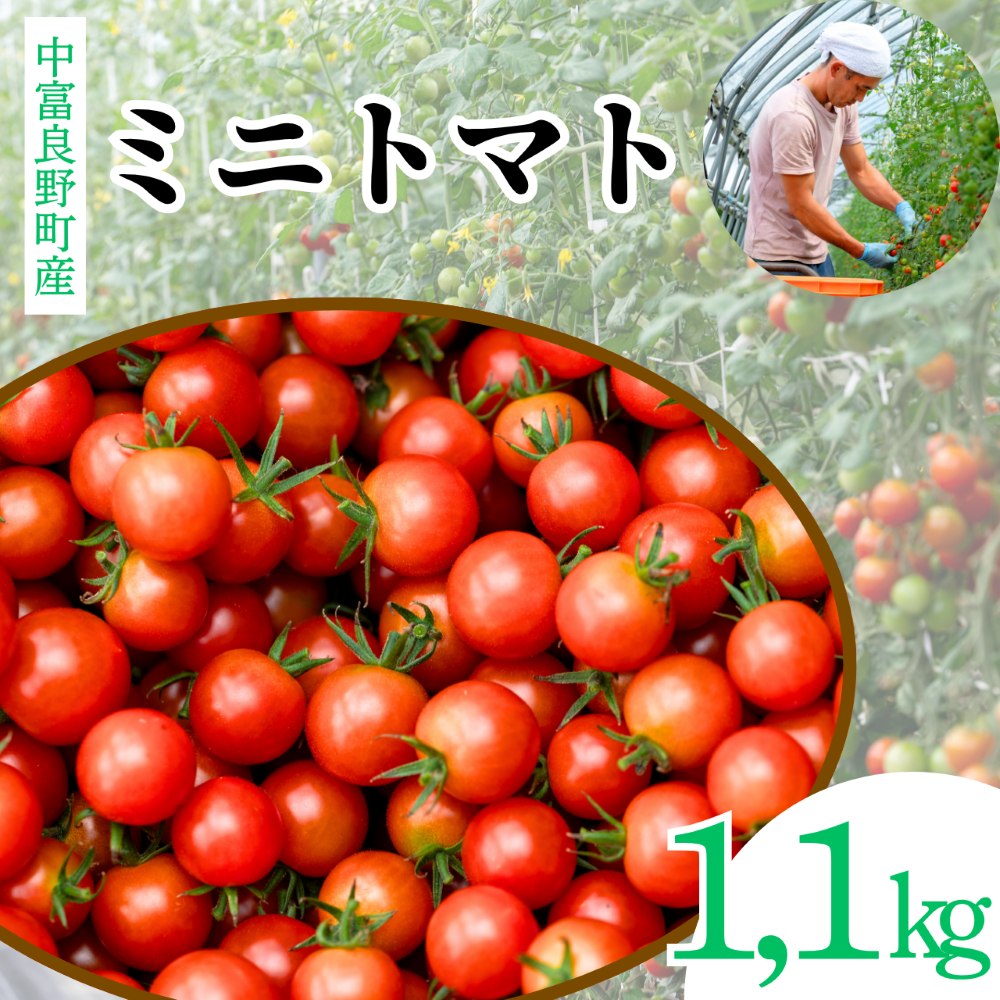 【2026年発送】北海道中富良野町産ミニトマト1.1㎏
