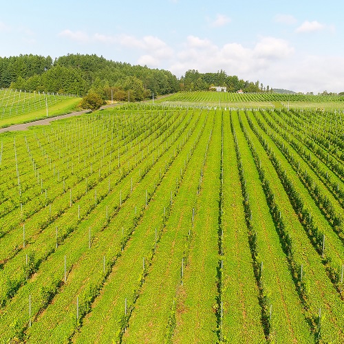 バローンケルナー