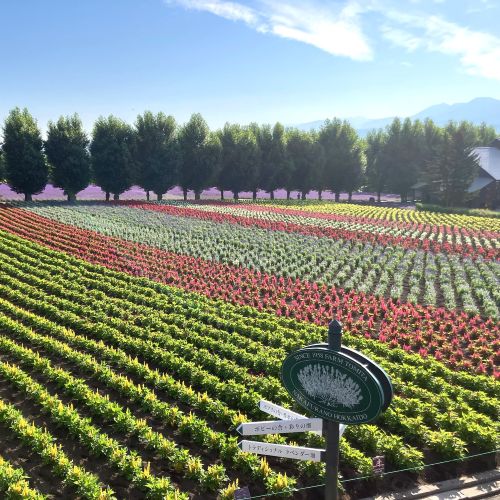 【セット】【ファーム富田】ラベンダーリースとオイルミストセット