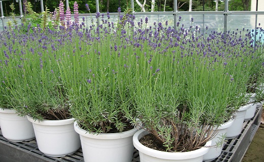 【2026年発送】ラベンダー鉢植えセット（鉢植え1鉢、ポプリ）