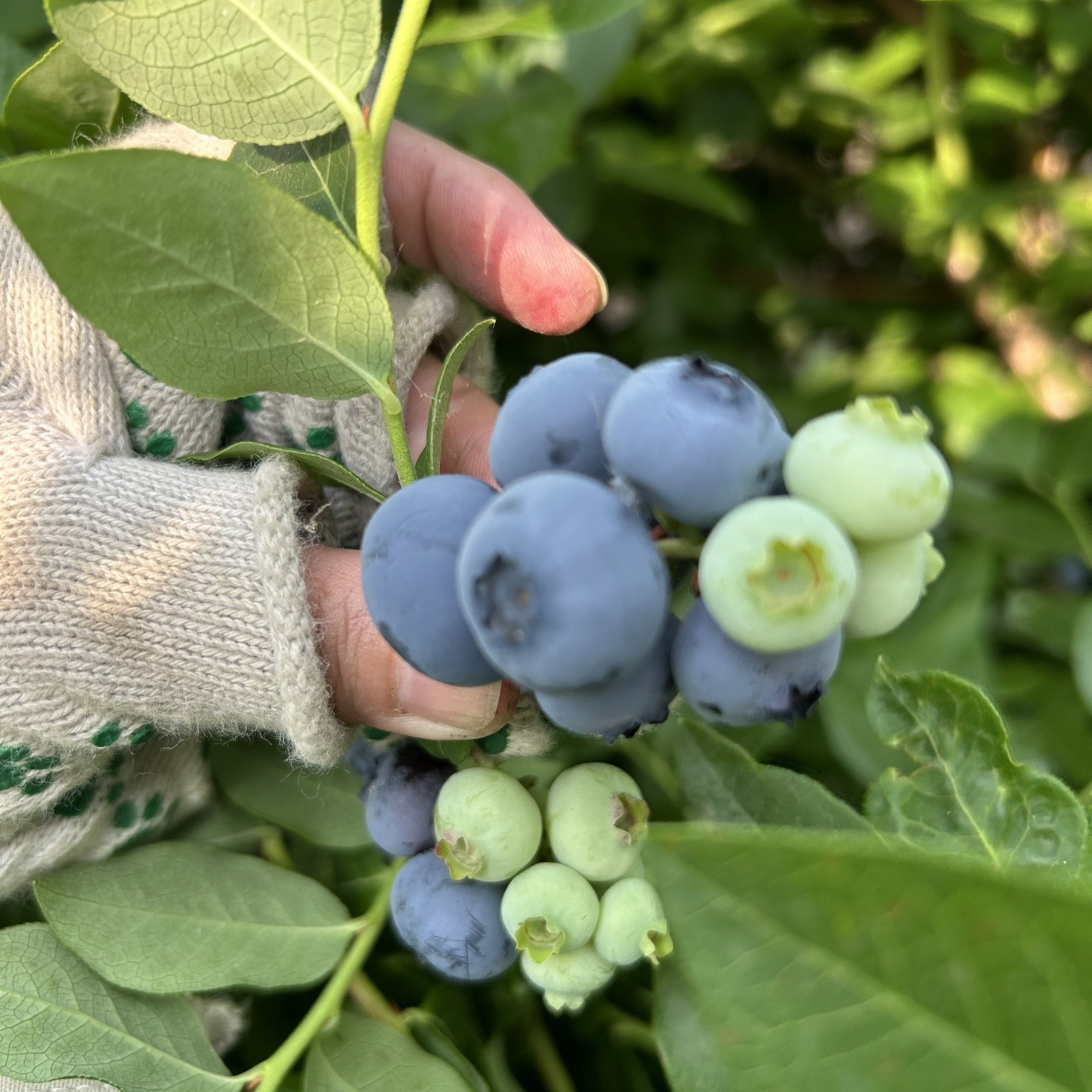 横山農園の冷凍ブルーベリー400g×3袋