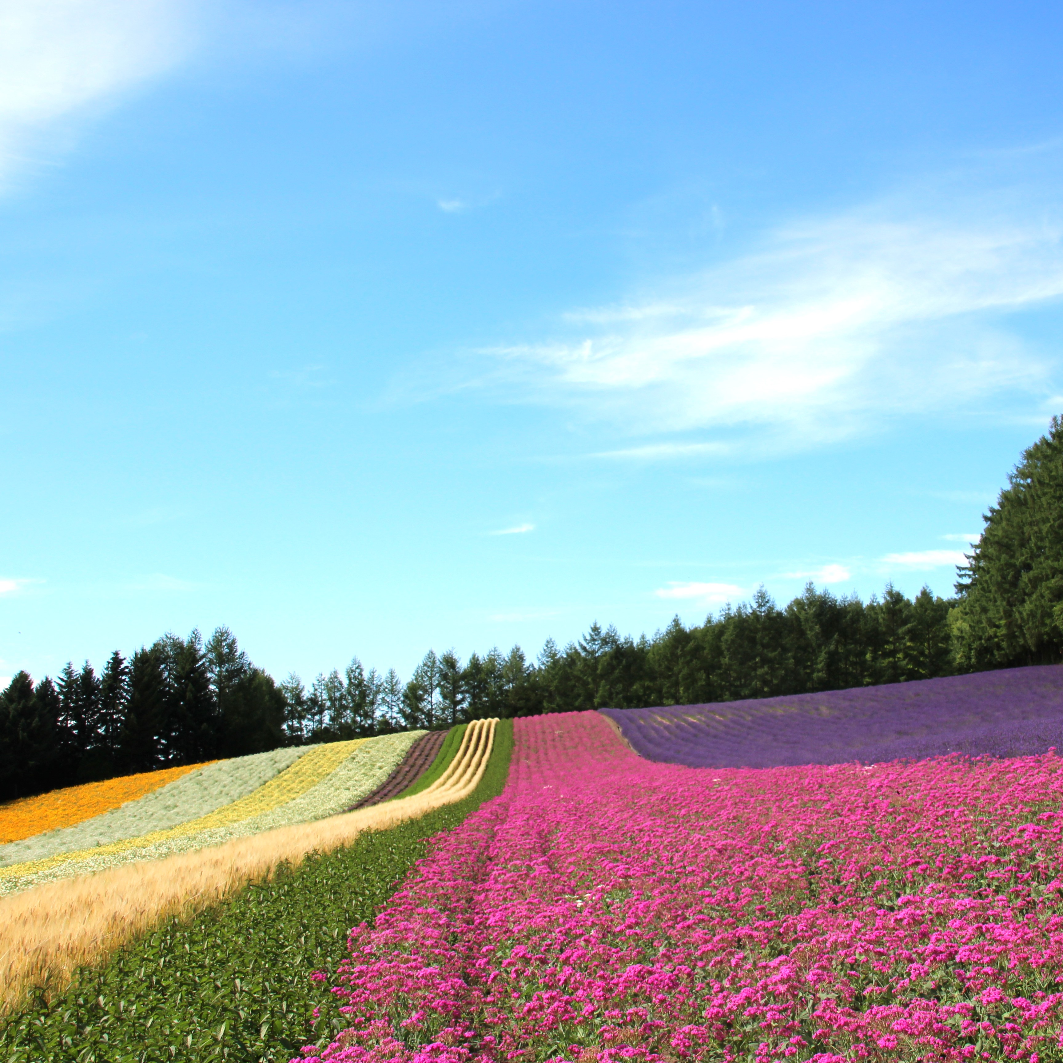 【セット】【ファーム富田】ラベンダーサシエ・ソープ・オイルセット