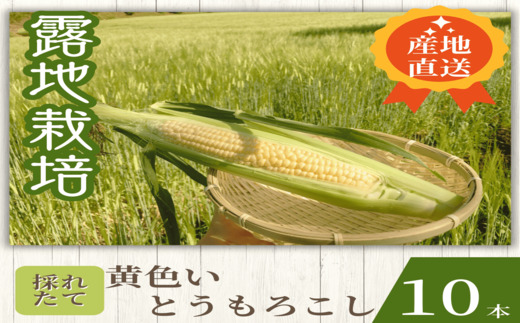 【2026年発送】もぎたて果実〜黄色いとうもろこし〜