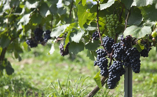 ãæ°ééå®ãäžå¯è¯éçºãªãªãžãã«ã¯ã€ã³ã»ãã ã750mlã2æ¬ã»ãã