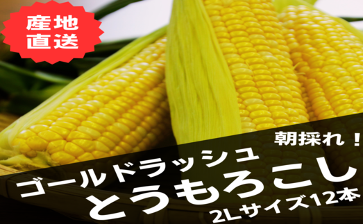 【2026年発送】めろん屋の朝採り黄色いとうもろこし12本入