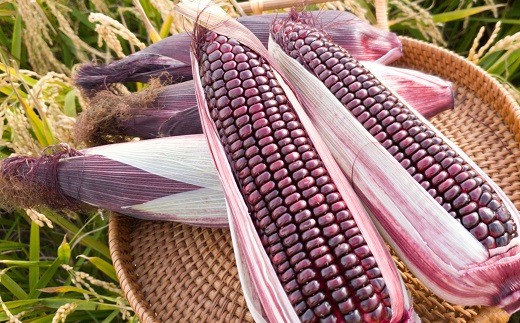 【2026年発送】もちもちトウモロコシ紫　12本　中富良野産