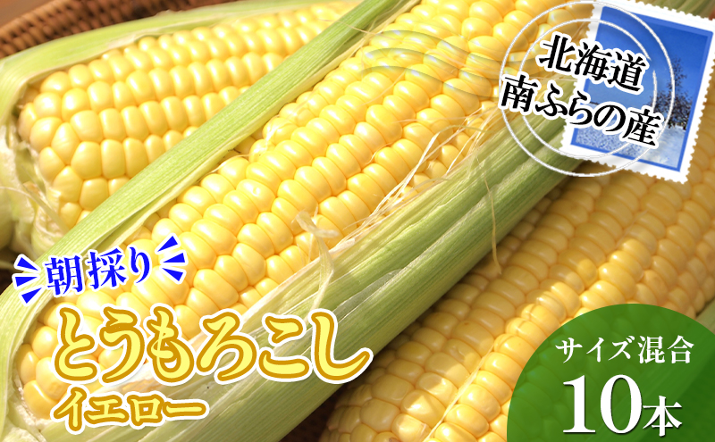 南ふらの産 朝採り とうもろこし (イエロー)【サイズ混合】10本 北海道 南富良野町 トウモロコシ とうきび トウキビ 2025年発送 先行予約 野菜 12本 コーン 