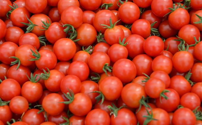 あま～い！ ミニトマト 約3kg 北海道 南富良野町 鳥羽農園 トマト とまと ミニトマト 野菜 大容量 甘っこ 甘い