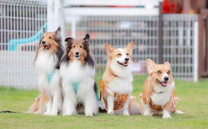 エゾシカ肉を使った愛犬のおやつD 南富フーズ株式会社 鹿肉 ジビエ 餌 犬 猫 鹿 詰め合わせ ペット 健康 無添加 肉 北海道 南富良野町 エゾシカ