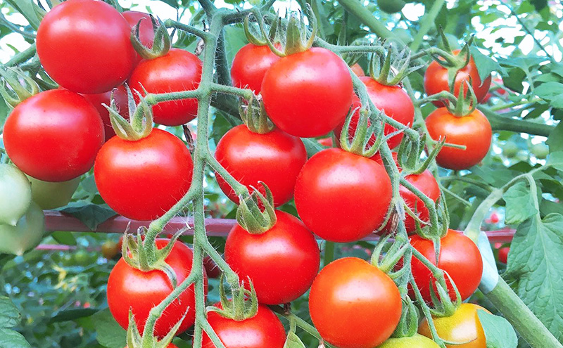 【2026年発送】ミニトマト ほれまる 2kg［松鶴ファーム］野菜ソムリエサミット金賞 トマト ミニトマト プチトマト 野菜 やさい 新鮮 とれたて 甘い 北海道 南富良野