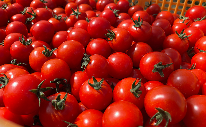 【2026年発送】ミニトマト ほれまる 2kg［松鶴ファーム］野菜ソムリエサミット金賞 トマト ミニトマト プチトマト 野菜 やさい 新鮮 とれたて 甘い 北海道 南富良野