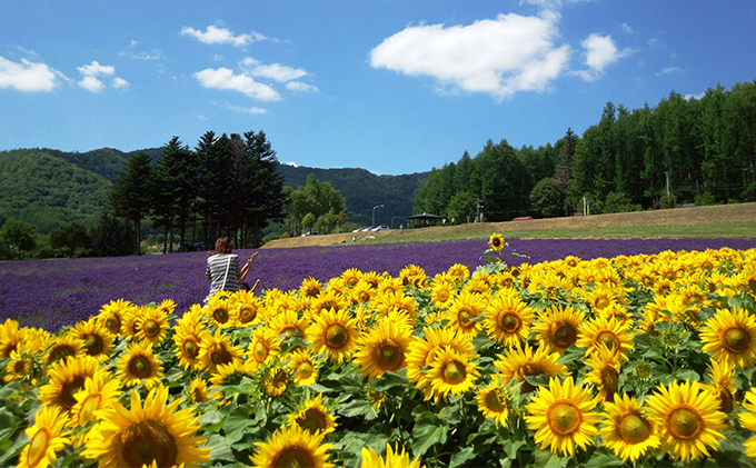 ペットと泊まろう♪ペア宿泊券（コテージ）夏季　※6～10月 北海道 南富良野町 かなやま湖 宿泊券 宿泊 泊まる ツインルーム 旅行 贈り物 ギフト