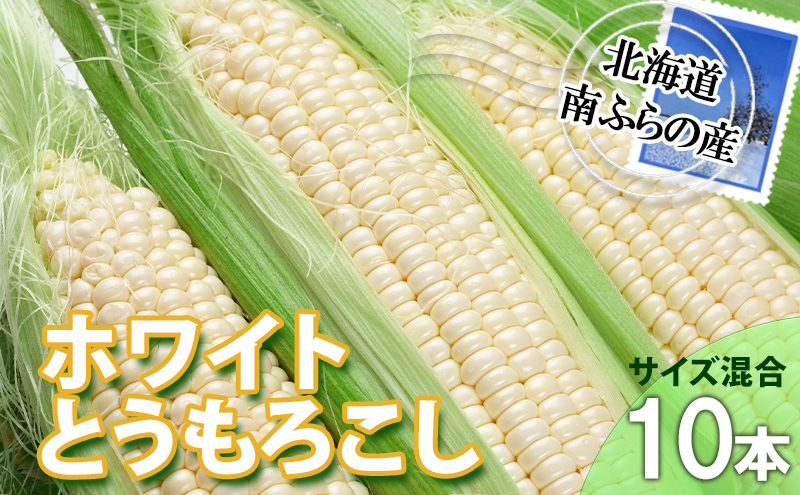 とうもろこし 北海道 朝採り トウモロコシ ホワイト 10本 サイズ混合 南ふらの産 ホワイトコーン 産地直送 旬 野菜 旬の野菜 コーン とうきび トウキビ 夏野菜 夏 2025年発送