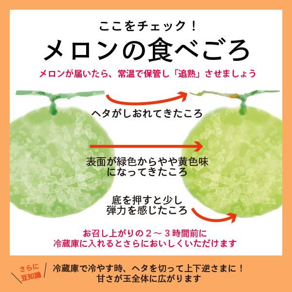 メロン 北海道 赤肉メロン 1.6kg×2玉 作倶楽 南ふらの産 産地直送 赤肉 フルーツ 果物 果実 旬 旬のくだもの デザート おやつ 富良野 めろん 2025年発送