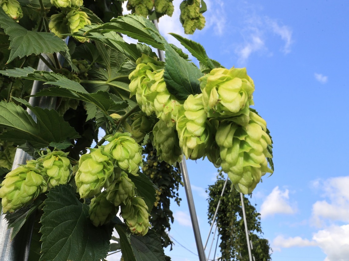 【ふるさと納税】（予約返礼品）わっさむクラフトビール（Some What Hop）6本