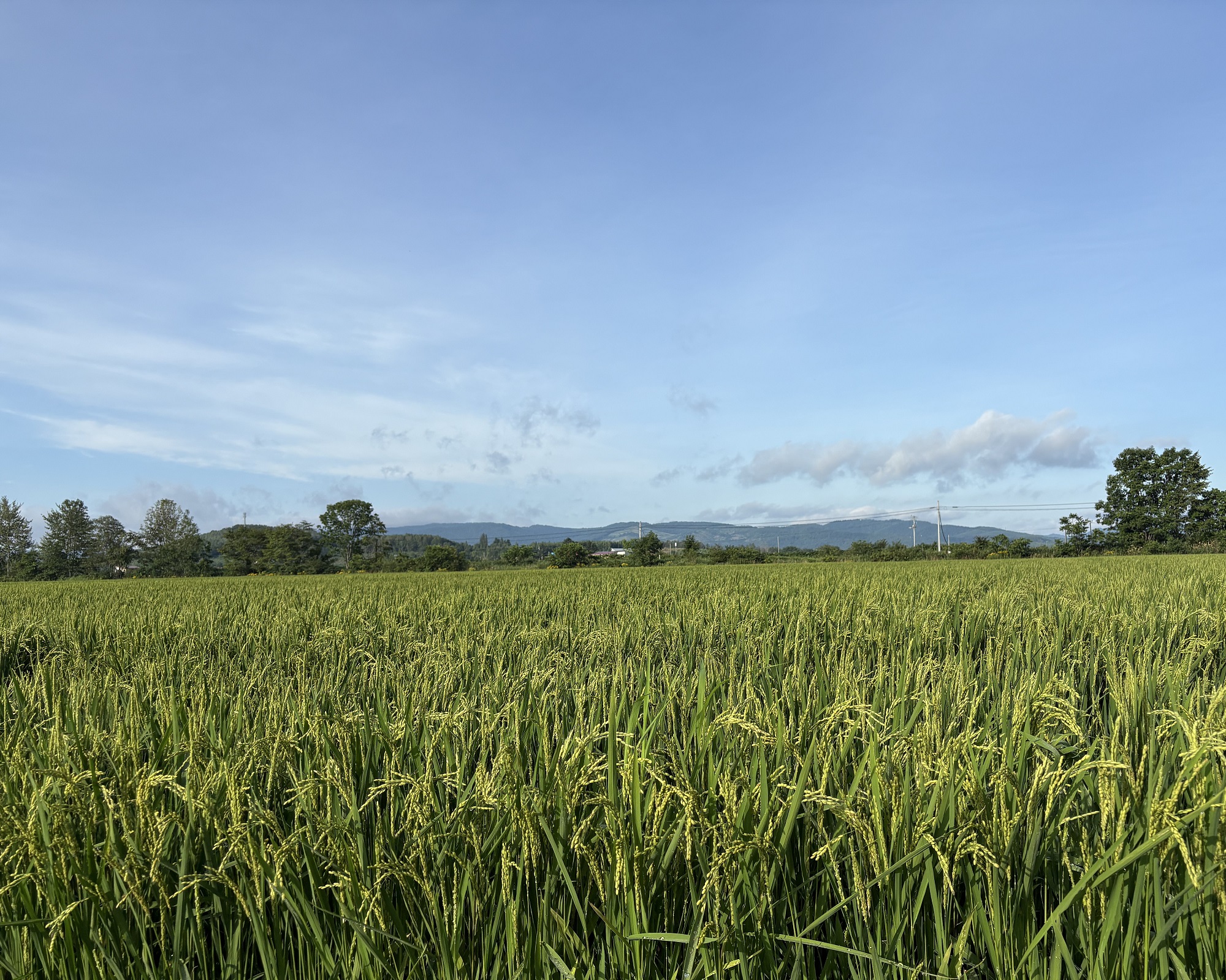 繧上▲縺輔縺ョ縺翫%繧√後f繧√エ繧翫°縲5kg