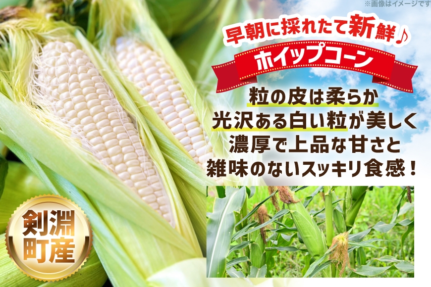 剣淵町産 ホイップコーン 10本 [けんぶちVIVAマルシェ 北海道 剣淵町 14656379] とうもろこし トウモロコシ ホイップコーン 夏 甘い ホワイト