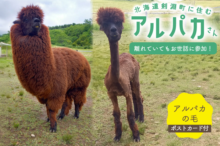 アルパカ アルパカの毛 ポストカード [ビバカンパニー 北海道 剣淵町 14656230] アルパカ あるぱか ポストカード ハガキ 羊毛 手芸 毛 ふわふわ もふもふ 支援 VIVAアルパカ牧場 ふるさと納税