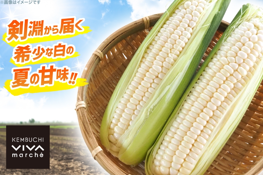 剣淵町産 ホイップコーン 10本 [けんぶちVIVAマルシェ 北海道 剣淵町 14656379] とうもろこし トウモロコシ ホイップコーン 夏 甘い ホワイト
