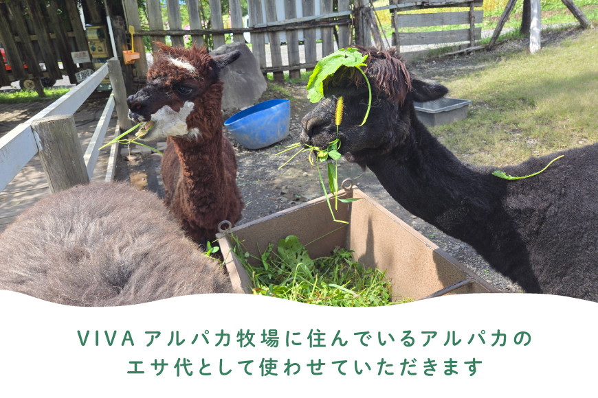 アルパカのエサ  [ビバカンパニー 北海道 剣淵町 14656231] アルパカ あるぱか 動物 えさ エサ 餌 返礼品なし 餌代 エサ代 動物愛護 飼育 支援 応援 VIVAアルパカ牧場 ふるさと納税