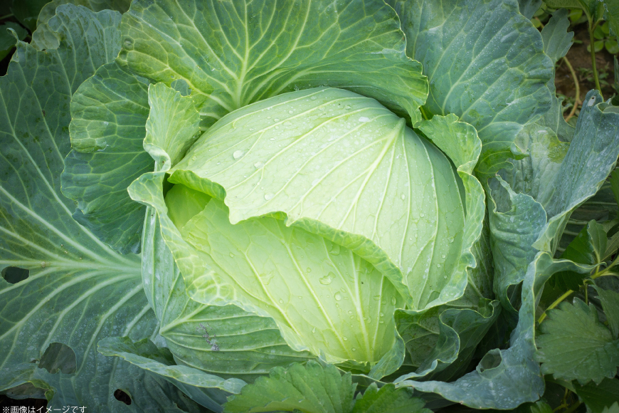 野菜 定期便 4回 【剣淵町産】 けんぶち定期便 [けんぶちVIVAマルシェ 北海道 剣淵町 14656406] やさい ベジタブル キャベツ キヌア アスパラ とうもろこし じゃがいも 定期 料理 旬野菜 ふるさと納税