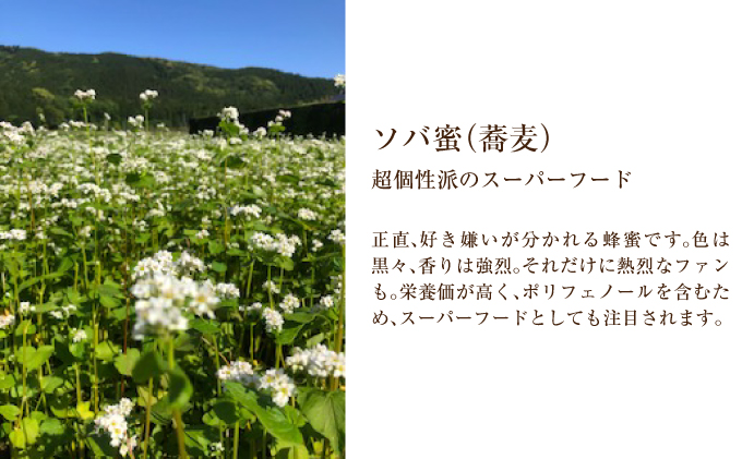 北海道美深産 天然はちみつ1.2kg（瓶）［そば］|JALふるさと納税|JALの