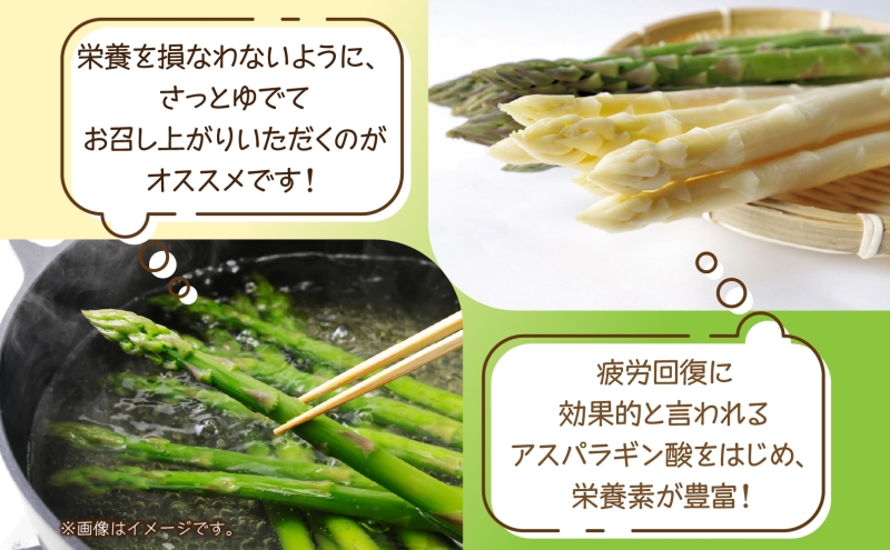2026年発送  ホワイトアスパラ 1kg(2L～3L ）【秀品】 白旬 新鮮 野菜 朝採れ アスパラ アスパラガス ギフト 産地直送 お取り寄せ フレッシュ 甘い 春 春野菜 旬の味覚  季節 送料無料 北海道産 美深町
