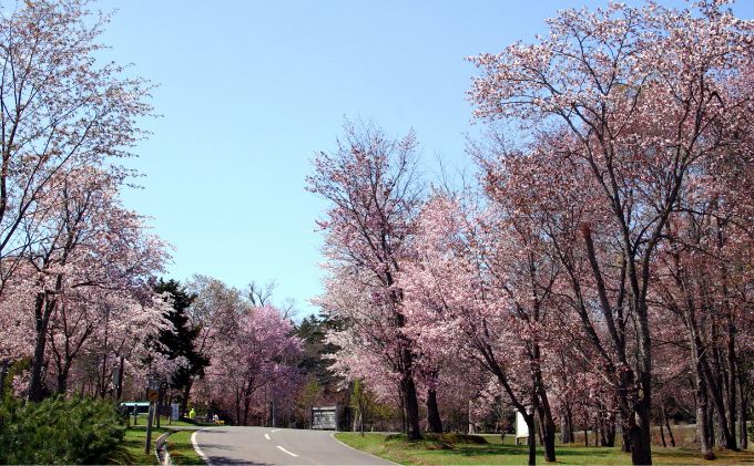 北海道美深町 寄附のみの応援受付 1,000円コース（返礼品なし 寄附のみ 1000円）