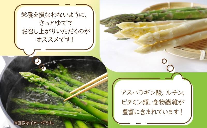 秀品 アスパラセット 計1kg ホワイトアスパラ 2L 3L グリーンアスパラ 各500g アスパラ アスパラガス 野菜 新鮮 旬の野菜 朝採れ フレッシュ 野菜 お取り寄せ グルメ 甘い 春 春野菜 送料無料 北海道産 美深町
