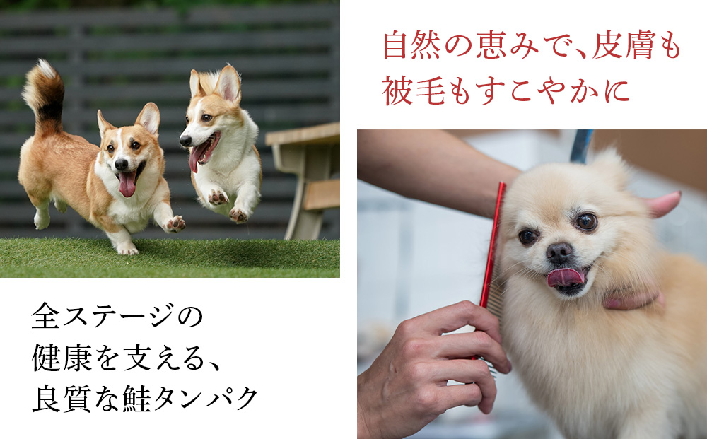 繝壹ャ繝育畑 繧キ繝」繧ア繧ク繝」繝シ繧ュ繝シ 縲 譽ョ鬲 繝「繝ェ繧ェ 縲