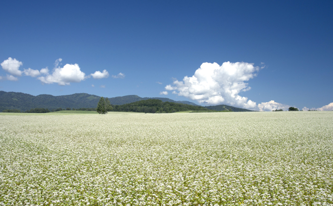 【年越しそば】16人前！ 北海道幌加内産 石臼挽き 生そば×4 半生そば×4（つゆ付）　 麺類 年末 年始 準備 料理 食材 新そば 和食 日本食 年越し準備 令和6年産 6割そば 5割そば 　お届け：2024年12月28日～2024年12月30日