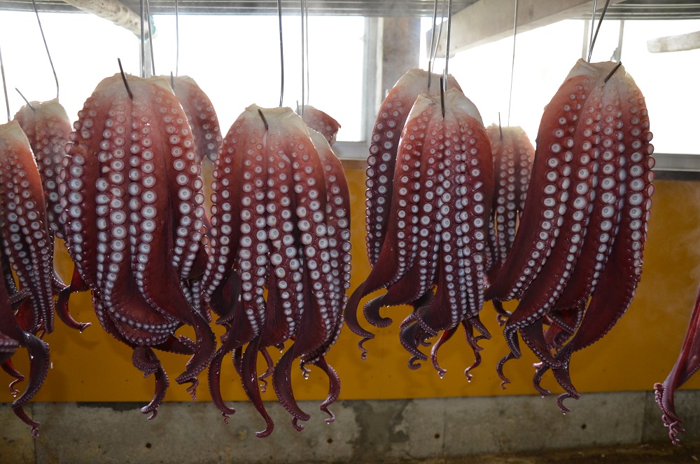 【北海道苫前産】煮タコ（足のみ）　1.5kg前後（たこ・蛸・道産・正月・おせち・刺身・焼き・つまみ・肴・茹で・ボイル・カルパッチョ・冷凍）