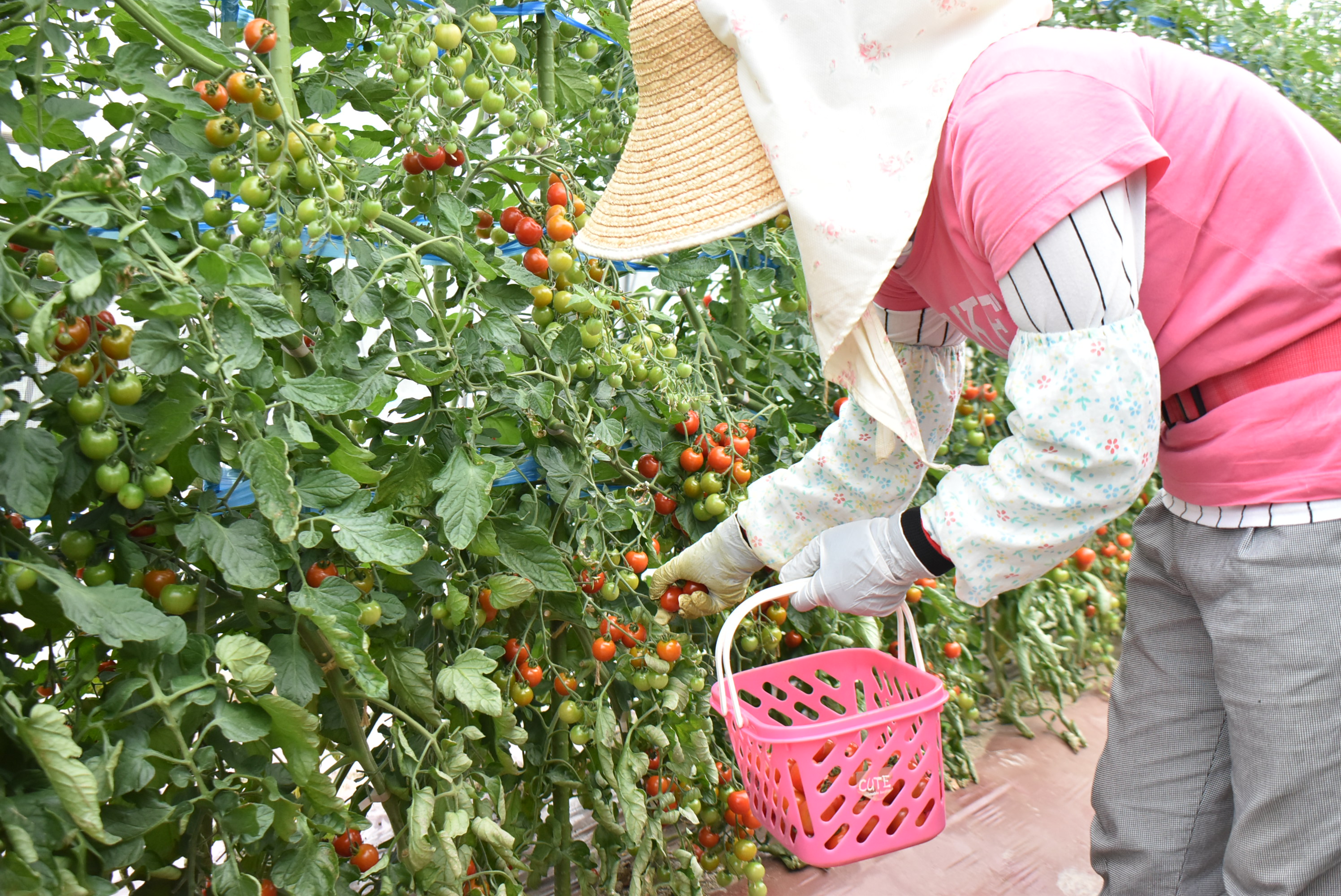 【食品添加物不使用】ミニトマトそのまんまのジュース　1000ml