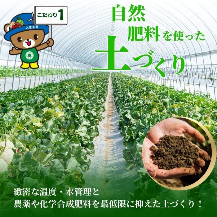 【2026年7月中旬から発送】とままえメロン 1玉 1.6kg前後 大玉サイズ 北海道産 先行 予約 受付 赤肉 甘い 糖度14度 旬 産地直送 めろん フルーツ 果物 デザート 北海道 苫前町 とままえ rum08