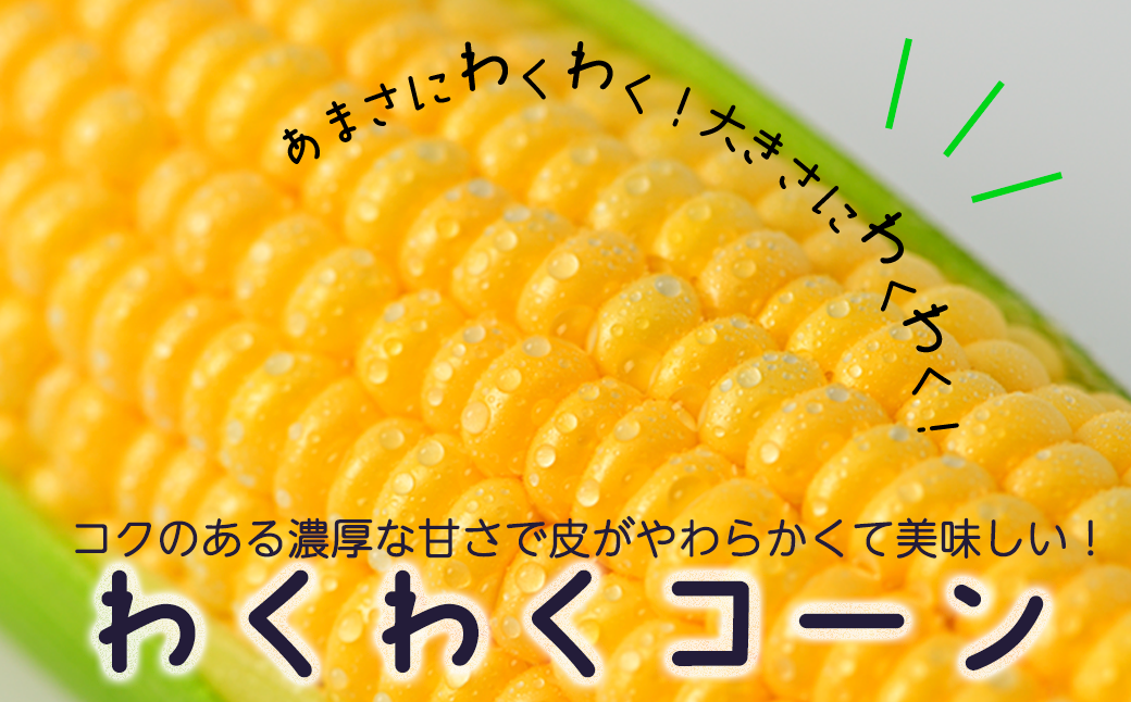 【令和8年産先行受付】北海道とままえ産スイートコーン　約15本 （先行予約　北海道産　とうもろこし　とうきび　朝どれ　朝もぎ　旬　新鮮　送料無料　冷蔵）