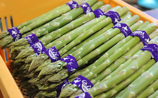 【2026年 先行予約！】【朝採り発送】北海道オロロングリーンアスパラガス 1.5kg（露地物） グリーンアスパラガス アスパラガス アスパラ グリーンアスパラ 1.5kg  朝採れ オロロン 新鮮 野菜 露地  北海道 羽幌町 羽幌 ふるさと納税【0410502】