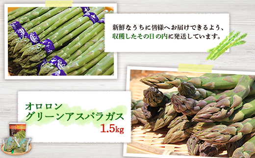 【2026年 先行予約！】【朝採り発送】北海道オロロングリーンアスパラガス 1.5kg（露地物） グリーンアスパラガス アスパラガス アスパラ グリーンアスパラ 1.5kg  朝採れ オロロン 新鮮 野菜 露地  北海道 羽幌町 羽幌 ふるさと納税【0410502】