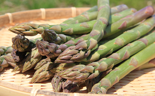 【2026年 先行予約！】【朝採り発送】北海道オロロングリーンアスパラガス 1.5kg（露地物） グリーンアスパラガス アスパラガス アスパラ グリーンアスパラ 1.5kg  朝採れ オロロン 新鮮 野菜 露地  北海道 羽幌町 羽幌 ふるさと納税【0410502】