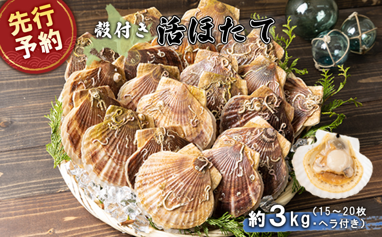 【先行予約】北海道 羽幌町産 殻付き活ホタテ 約3kg 15～20枚 ヘラ付き | 北海道 ほたて ふるさと納税 ホタテ 貝柱 刺身 殻付き バター焼き お取り寄せ 羽幌町 羽幌【0910205】