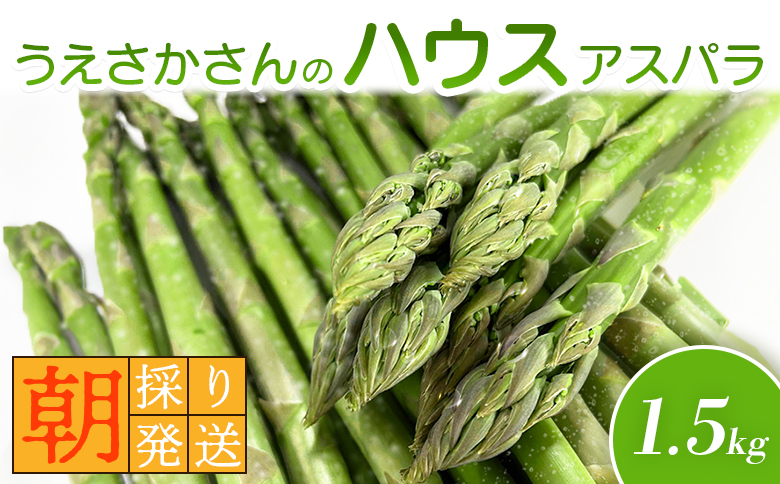 朝採り発送 上坂さんのハウスアスパラ 1.5kg | アスパラ 北海道 期間限定 朝採り ハウスアスパラ 野菜 サラダ 季節限定 アスパラガス ふるさと納税 オンライン申請 羽幌町 羽幌【20102】