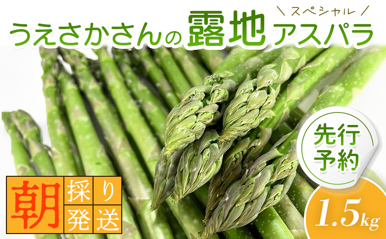 【2026年 先行予約！】朝採り発送 うえさかさんの露地アスパラ スペシャル 1.5kg | 5月中旬発送 アスパラ 北海道 期間限定 朝採り 露地アスパラ 野菜 サラダ 季節限定 アスパラガス ふるさと納税 オンライン申請 羽幌町 羽幌【20101】