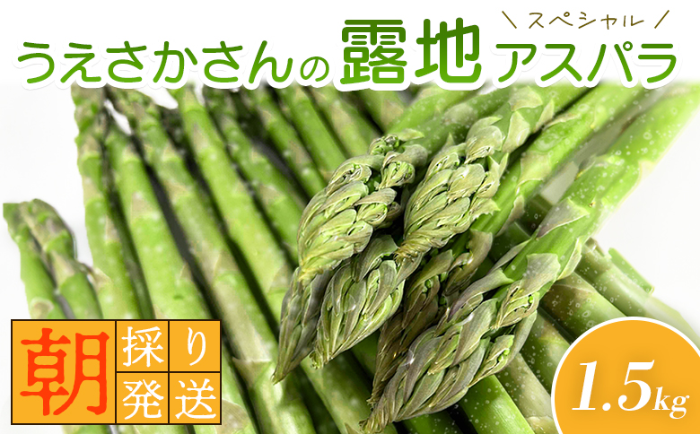 朝採り発送 うえさかさんの露地アスパラ スペシャル 1.5kg | 5月中旬発送 アスパラ 北海道 期間限定 朝採り 露地アスパラ 野菜 サラダ 季節限定 アスパラガス ふるさと納税 オンライン申請 羽幌町 羽幌【20101】