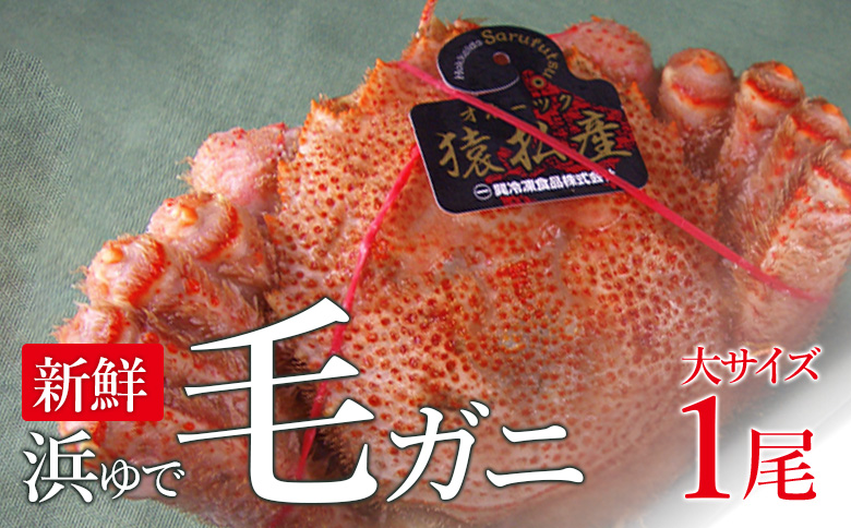 新鮮浜ゆで毛ガニ（大）×1尾【0401601】