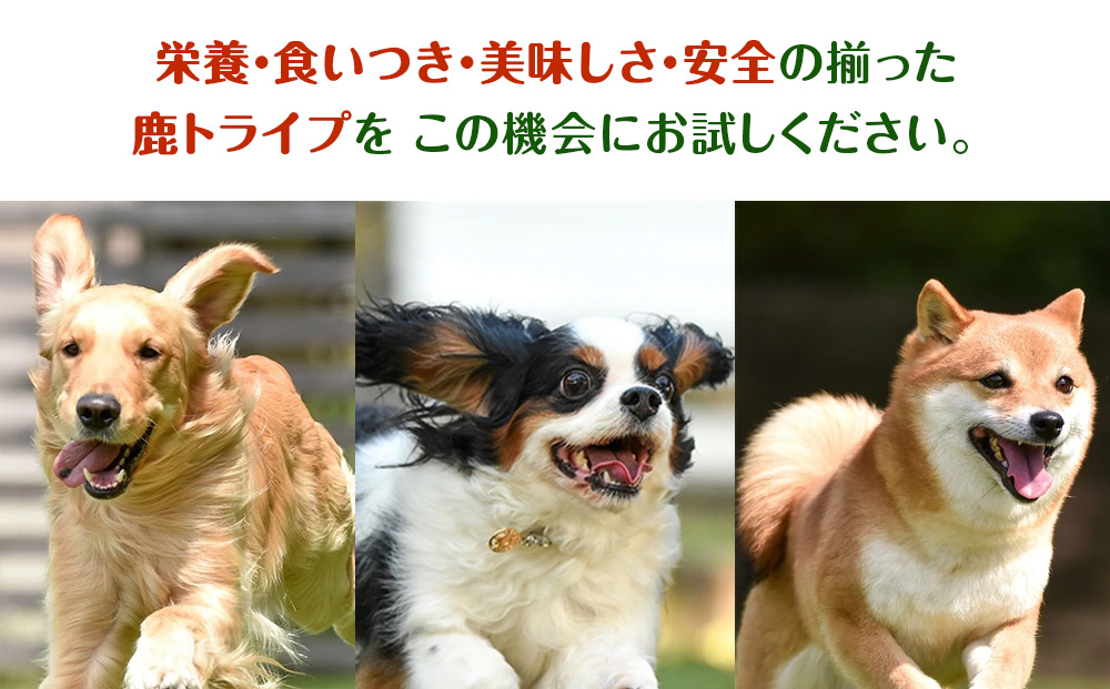 乾燥ホルモントライプ　20g×2袋