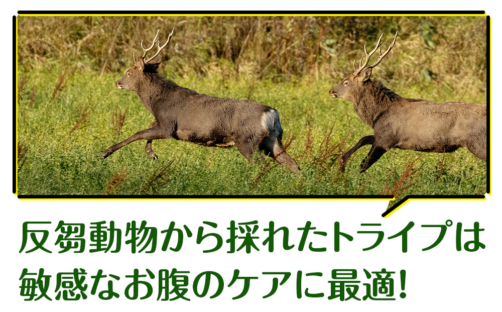 犬 おやつ 無添加 国産 乾燥グリーントライプ 80g (20g×4) ペット エサ 餌 浜頓別 北海道