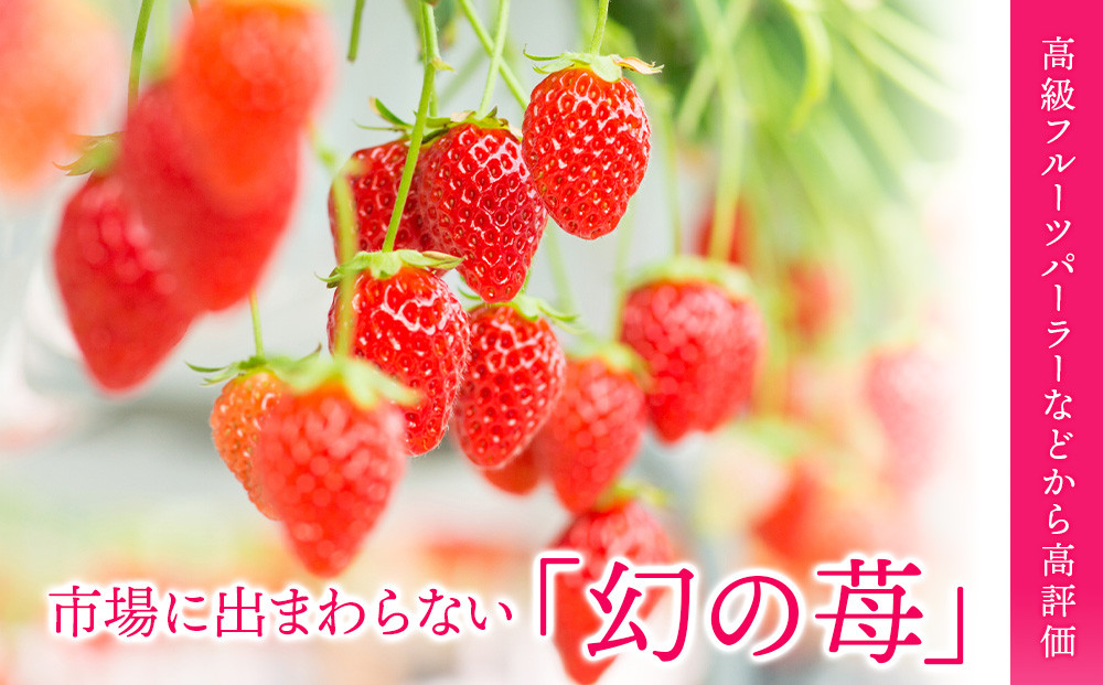 【2024年7月以降発送】フルーツ 果物 いちご 高設栽培 冷凍 紅カムイ 2kg お菓子作り 希少 苺 イチゴ